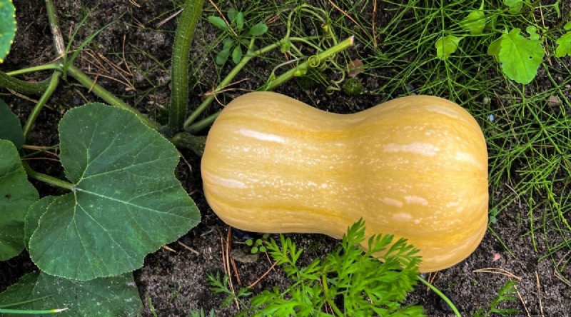 Beginner-Friendly Vegetables: 31 Easy-to-Grow Options for New Gardeners