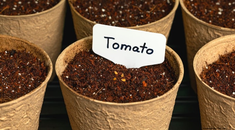 11 Easiest Tomato Varieties to Grow from Seed - Beginner s Guide
