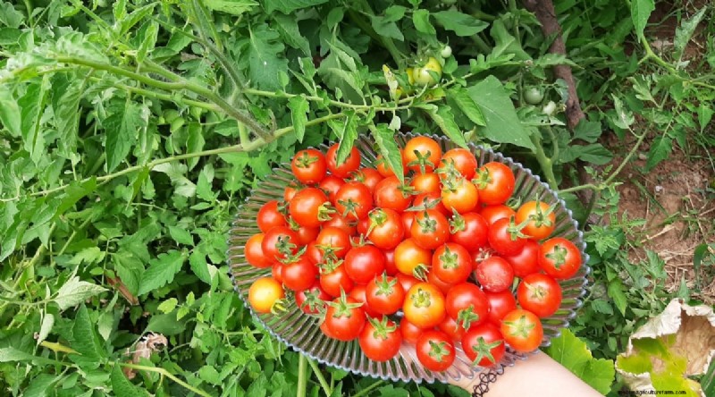 11 Easiest Tomato Varieties to Grow from Seed - Beginner s Guide