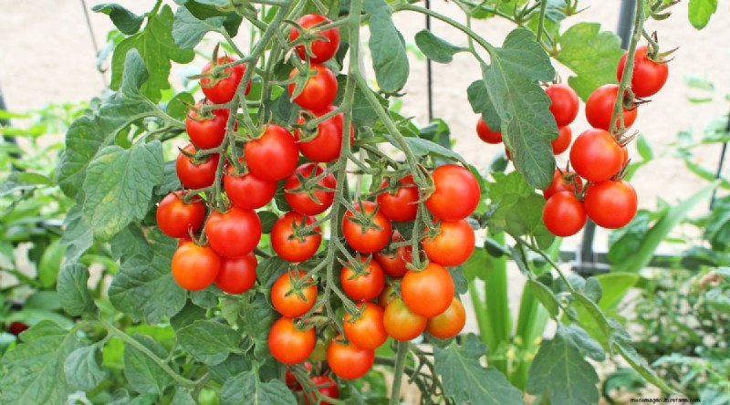11 Easiest Tomato Varieties to Grow from Seed - Beginner s Guide