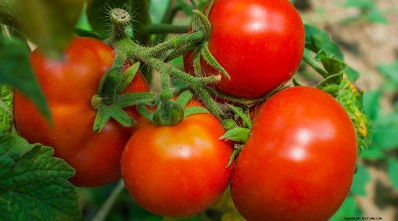 11 Easiest Tomato Varieties to Grow from Seed - Beginner s Guide