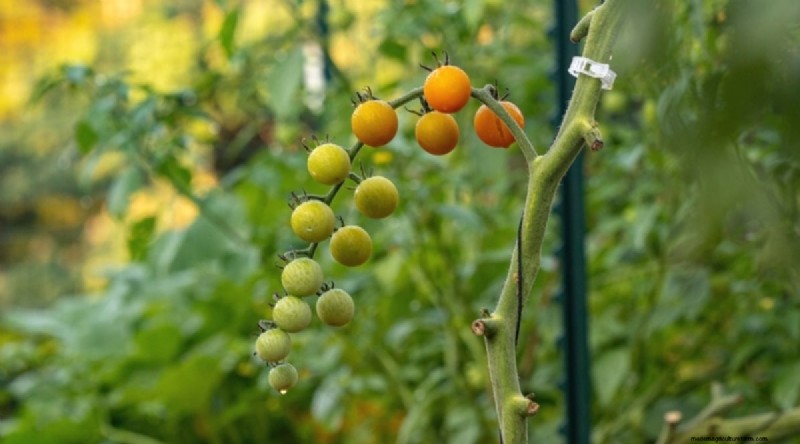 11 Easiest Tomato Varieties to Grow from Seed - Beginner s Guide
