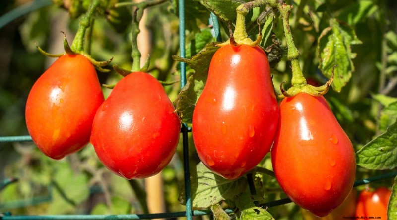 11 Easiest Tomato Varieties to Grow from Seed - Beginner s Guide