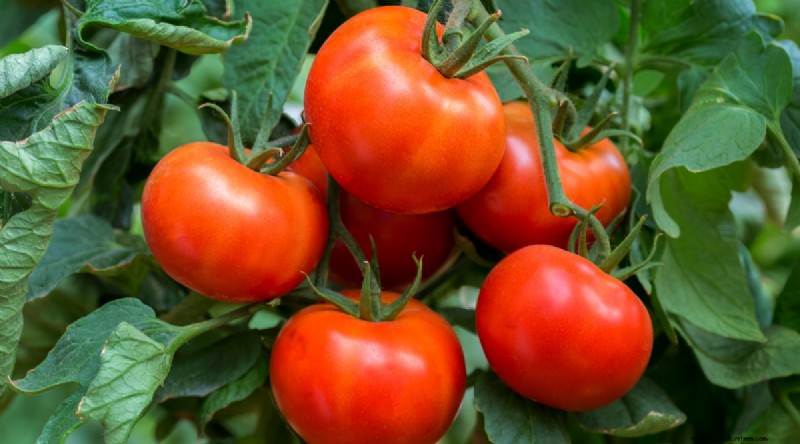 11 Easiest Tomato Varieties to Grow from Seed - Beginner s Guide