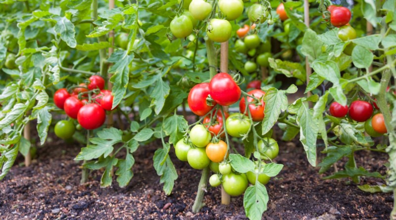 11 Easiest Tomato Varieties to Grow from Seed - Beginner s Guide