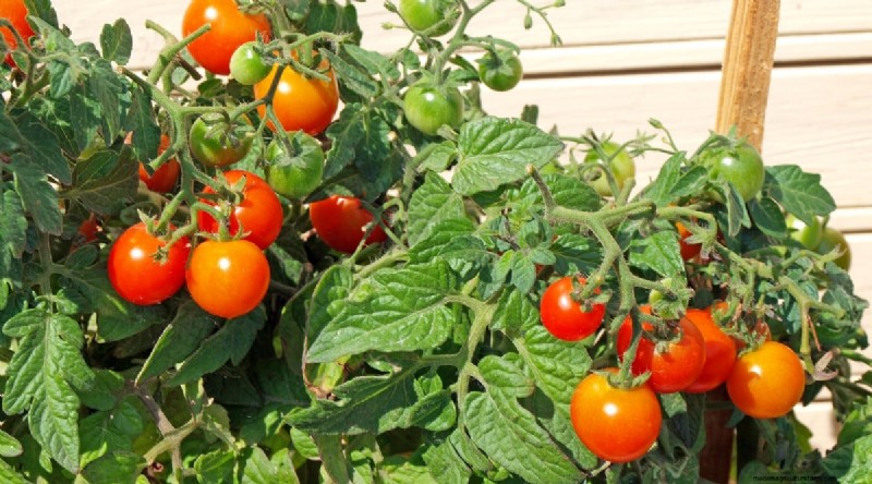 11 Easiest Tomato Varieties to Grow from Seed - Beginner s Guide