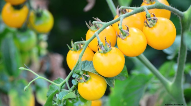 11 Easiest Tomato Varieties to Grow from Seed - Beginner s Guide