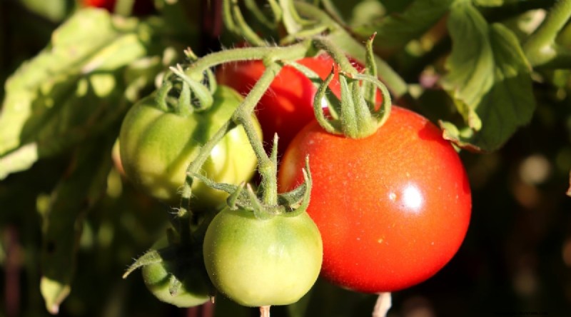 11 Easiest Tomato Varieties to Grow from Seed - Beginner s Guide