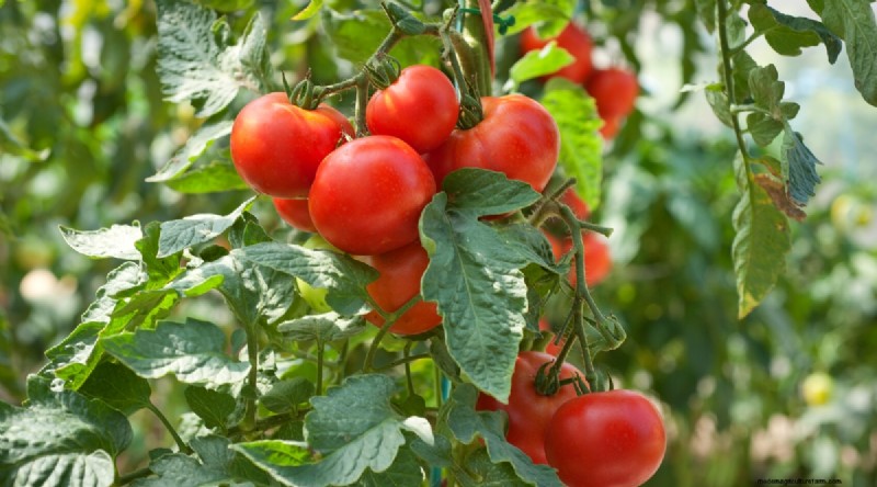 11 Easiest Tomato Varieties to Grow from Seed - Beginner s Guide
