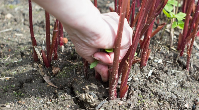 Protect Your Raspberry Plants for a Bountiful Harvest Next Year