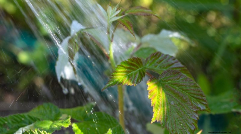 Protect Your Raspberry Plants for a Bountiful Harvest Next Year