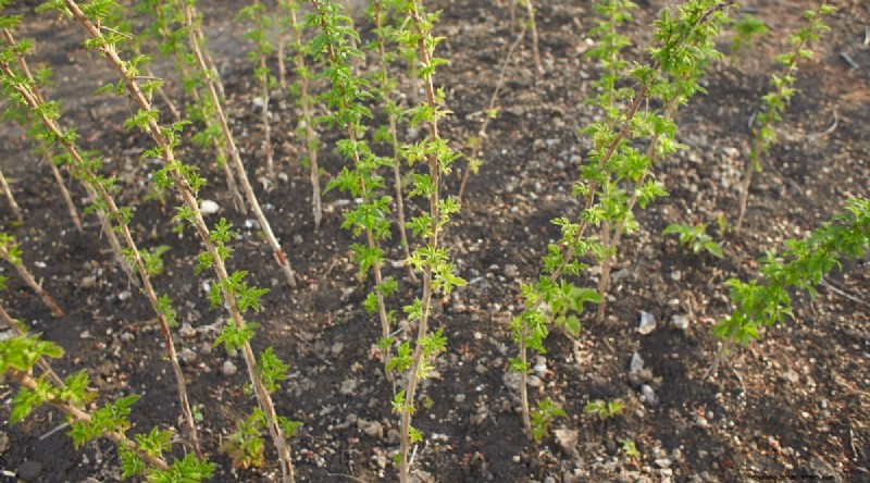 Protect Your Raspberry Plants for a Bountiful Harvest Next Year