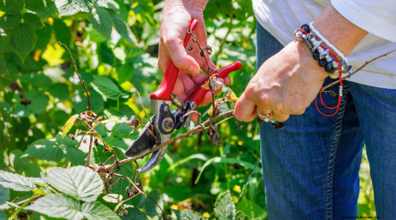 Protect Your Raspberry Plants for a Bountiful Harvest Next Year