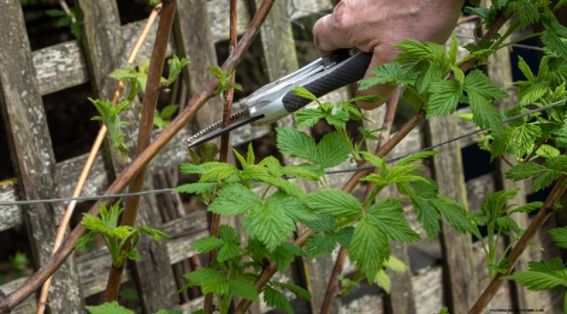 Protect Your Raspberry Plants for a Bountiful Harvest Next Year