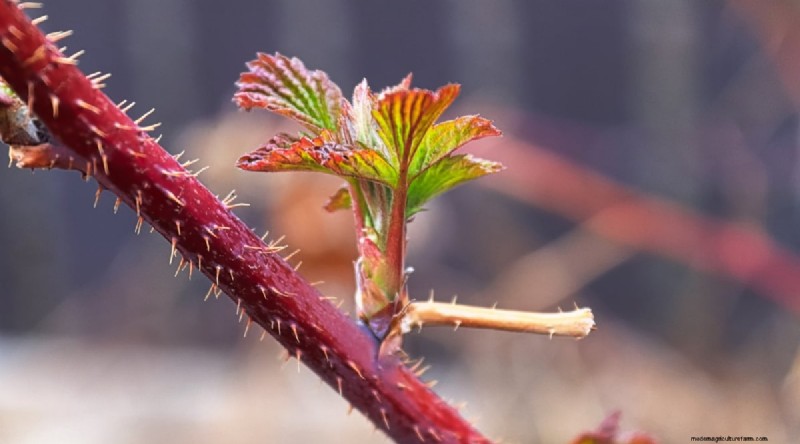 Protect Your Raspberry Plants for a Bountiful Harvest Next Year