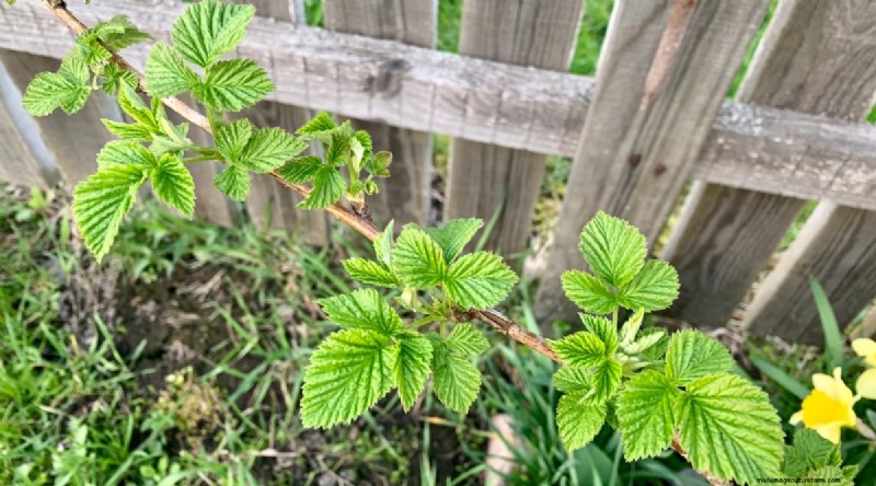 Protect Your Raspberry Plants for a Bountiful Harvest Next Year