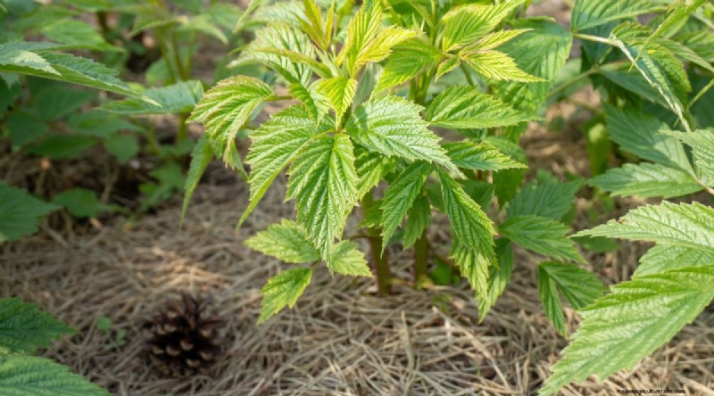 Protect Your Raspberry Plants for a Bountiful Harvest Next Year