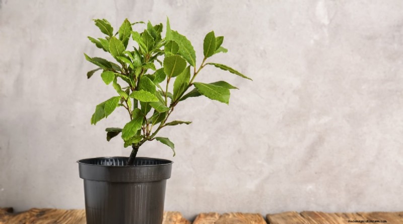13 Best Herbs to Grow Indoors for a Delicious Thanksgiving