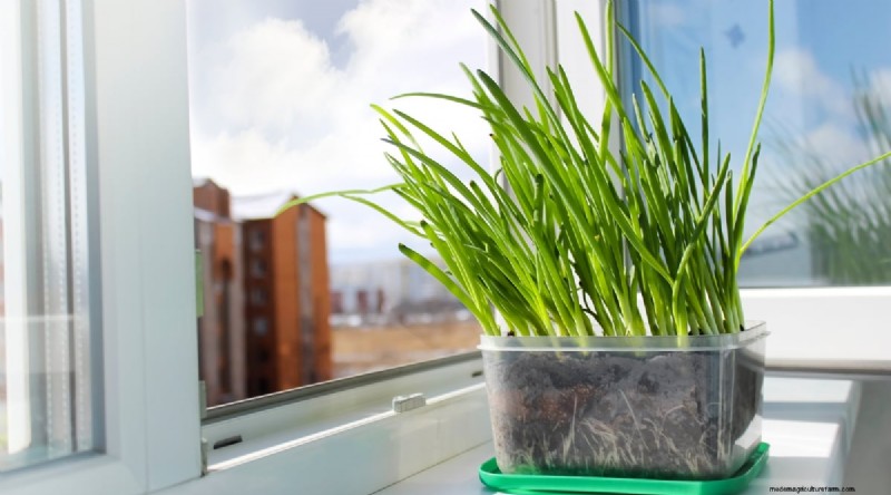13 Best Herbs to Grow Indoors for a Delicious Thanksgiving