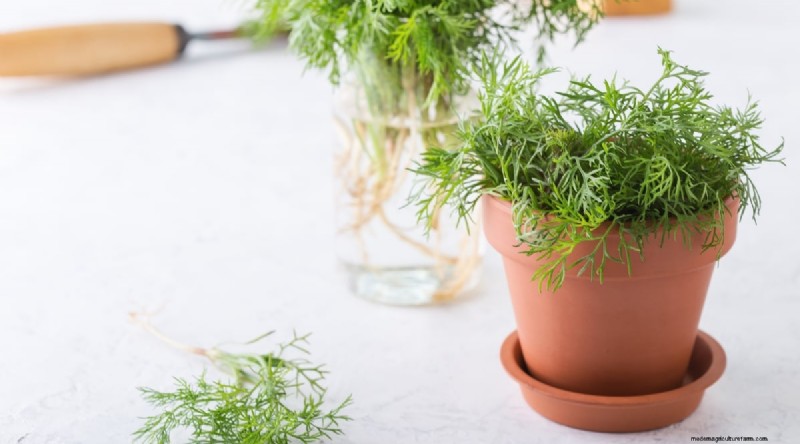 13 Best Herbs to Grow Indoors for a Delicious Thanksgiving