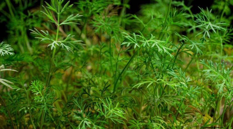 13 Best Herbs to Grow Indoors for a Delicious Thanksgiving