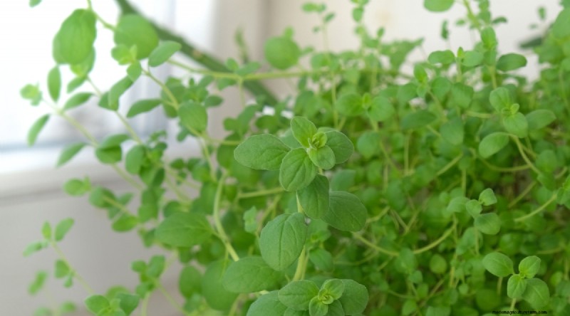 13 Best Herbs to Grow Indoors for a Delicious Thanksgiving
