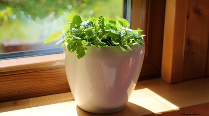 13 Best Herbs to Grow Indoors for a Delicious Thanksgiving