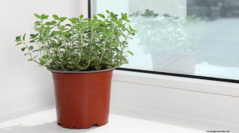 13 Best Herbs to Grow Indoors for a Delicious Thanksgiving
