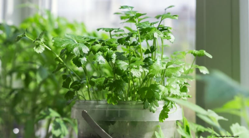 13 Best Herbs to Grow Indoors for a Delicious Thanksgiving