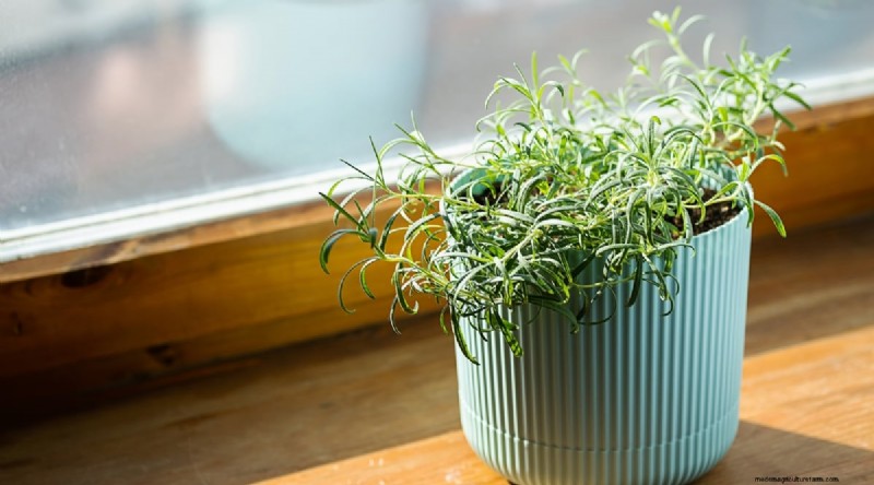 13 Best Herbs to Grow Indoors for a Delicious Thanksgiving