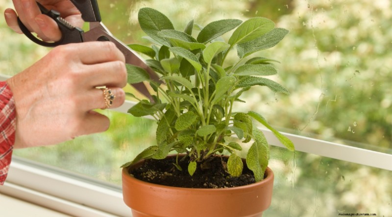 13 Best Herbs to Grow Indoors for a Delicious Thanksgiving