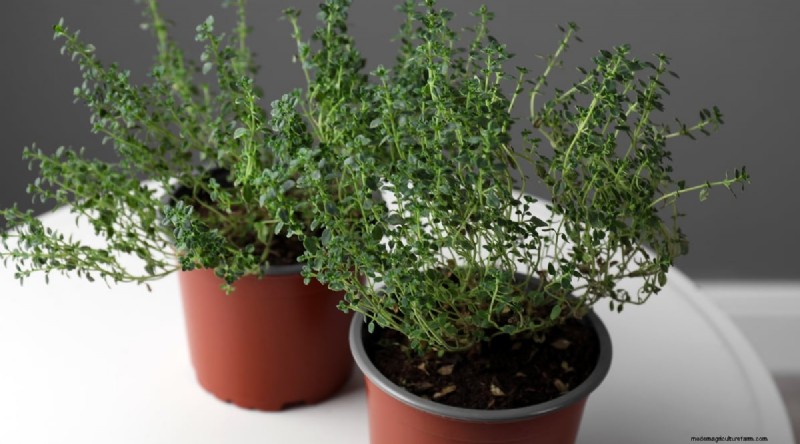 13 Best Herbs to Grow Indoors for a Delicious Thanksgiving