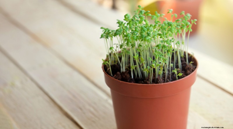 13 Best Herbs to Grow Indoors for a Delicious Thanksgiving