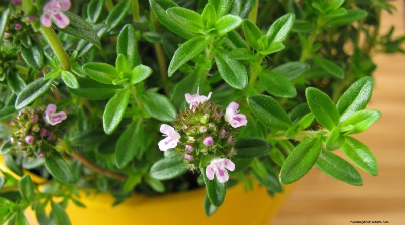 13 Best Herbs to Grow Indoors for a Delicious Thanksgiving
