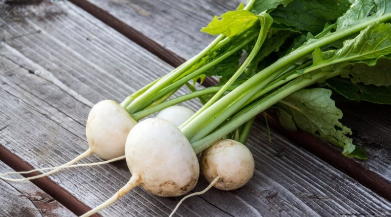 Hakurei Turnips: Planting, Growing & Care Guide for Sweet & Crisp Roots
