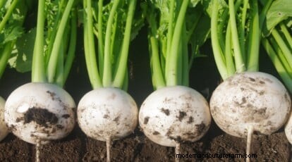 Hakurei Turnips: Planting, Growing & Care Guide for Sweet & Crisp Roots