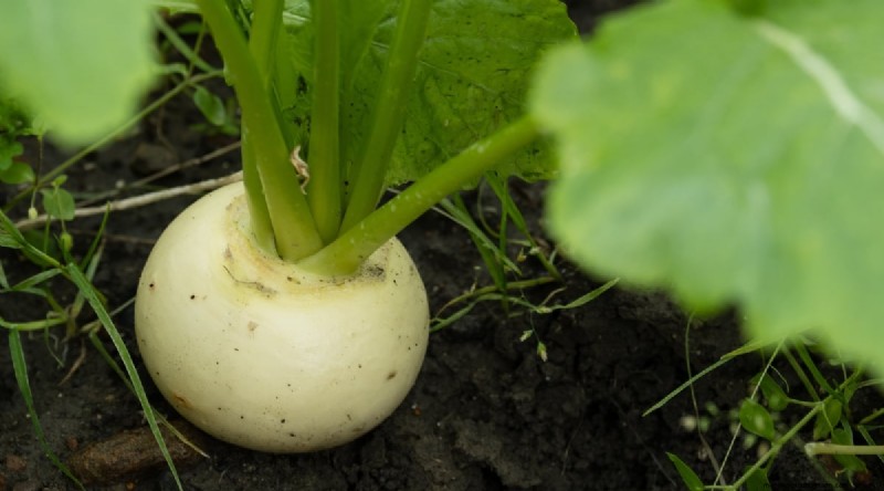 Hakurei Turnips: Planting, Growing & Care Guide for Sweet & Crisp Roots