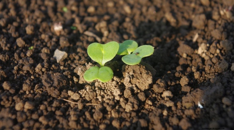Hakurei Turnips: Planting, Growing & Care Guide for Sweet & Crisp Roots