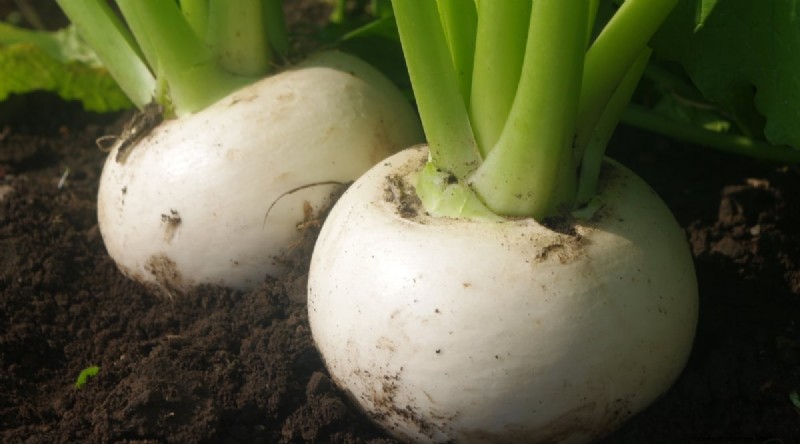 Hakurei Turnips: Planting, Growing & Care Guide for Sweet & Crisp Roots