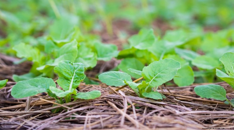 Hakurei Turnips: Planting, Growing & Care Guide for Sweet & Crisp Roots