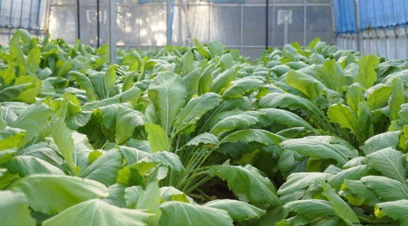 Hakurei Turnips: Planting, Growing & Care Guide for Sweet & Crisp Roots