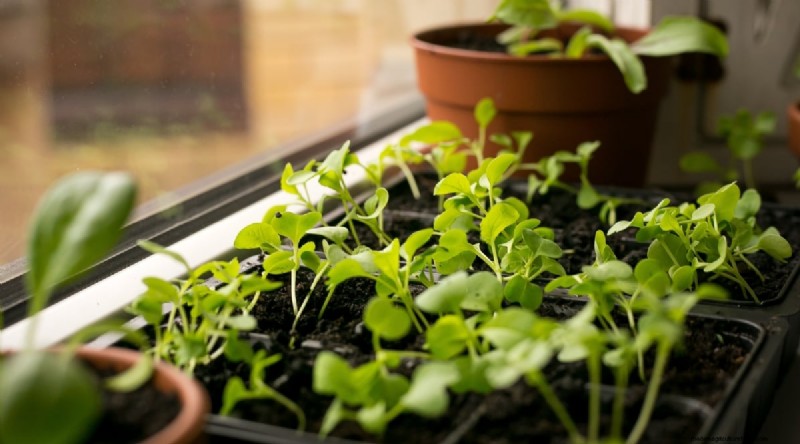 Hakurei Turnips: Planting, Growing & Care Guide for Sweet & Crisp Roots