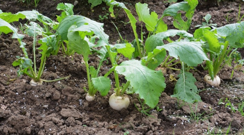 Hakurei Turnips: Planting, Growing & Care Guide for Sweet & Crisp Roots