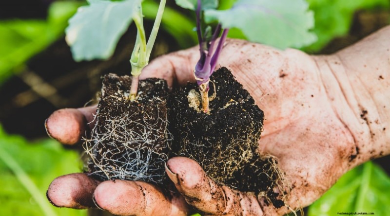 Hakurei Turnips: Planting, Growing & Care Guide for Sweet & Crisp Roots