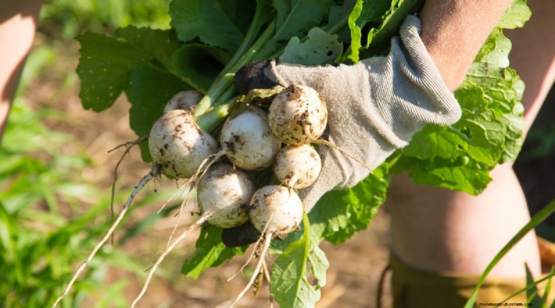 Hakurei Turnips: Planting, Growing & Care Guide for Sweet & Crisp Roots