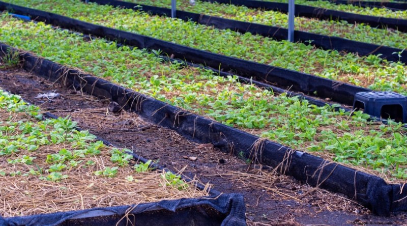Hakurei Turnips: Planting, Growing & Care Guide for Sweet & Crisp Roots