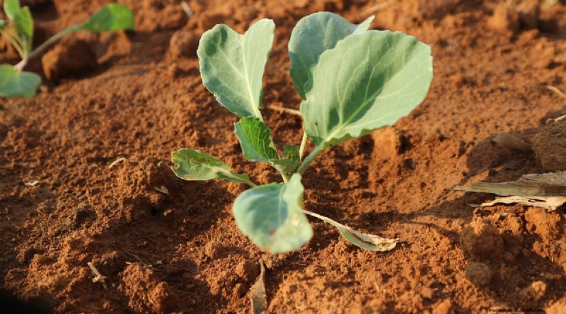 Hakurei Turnips: Planting, Growing & Care Guide for Sweet & Crisp Roots