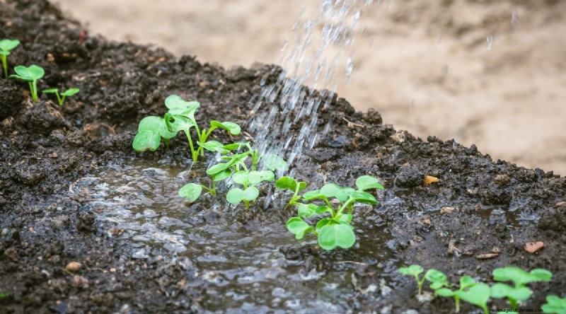 Hakurei Turnips: Planting, Growing & Care Guide for Sweet & Crisp Roots
