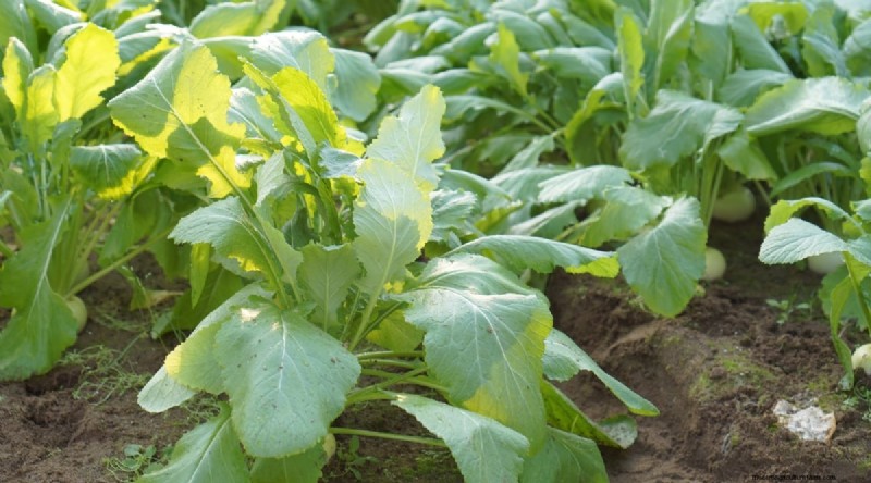 Hakurei Turnips: Planting, Growing & Care Guide for Sweet & Crisp Roots