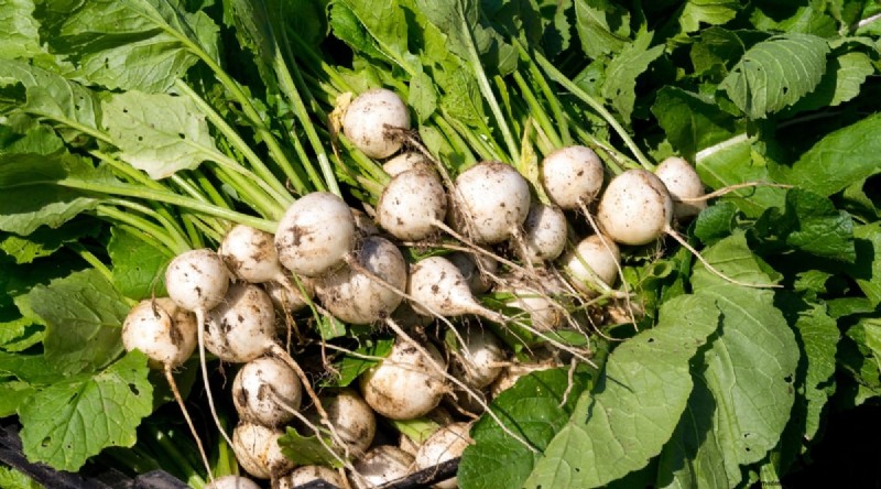 Hakurei Turnips: Planting, Growing & Care Guide for Sweet & Crisp Roots